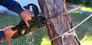 Professional Tree Care in Fosston, MN