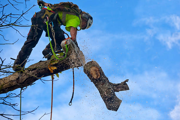 Best Arborist Consultation Services  in Fosston, MN